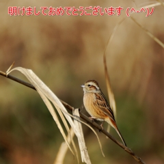 明けましておめでとうございます！