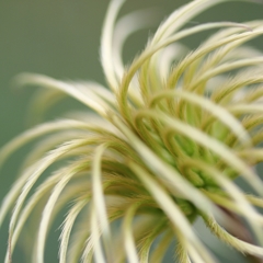 これは花？
