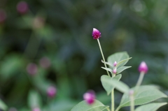 小さな花達・・・