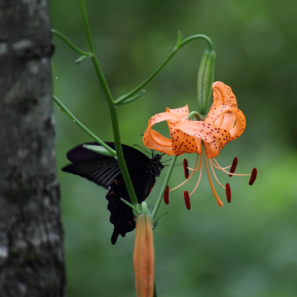 蜜を吸いに