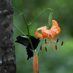 蜜を吸いに