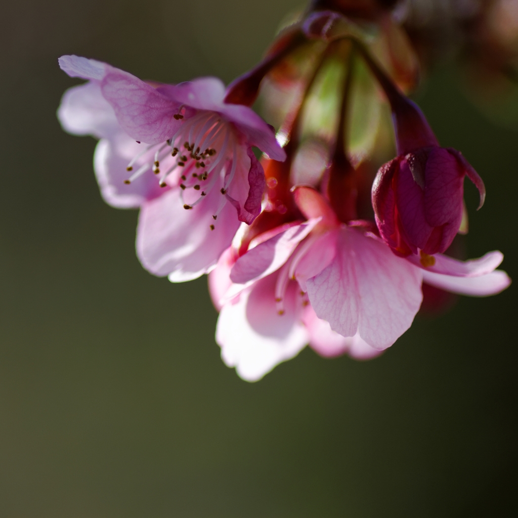 やっと開花♪