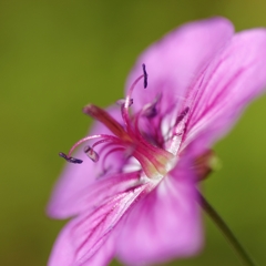 何て花？ PartⅤ