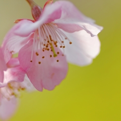 菜の花色♪