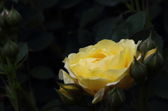 暗闇に浮かぶ薔薇