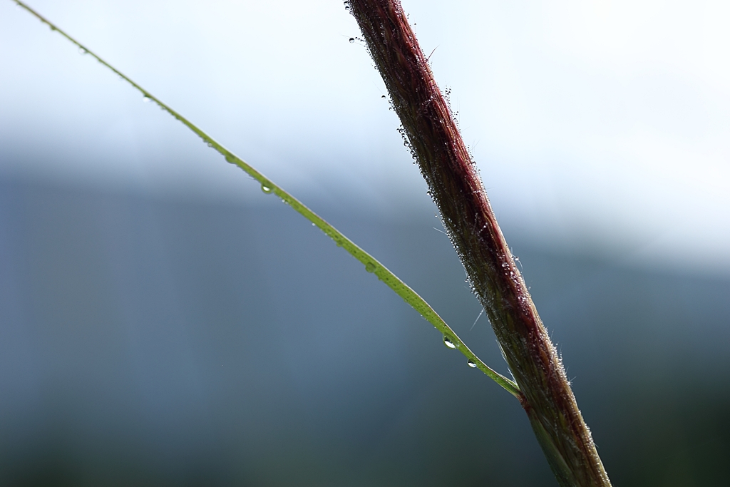 ススキと朝露 PartⅤ