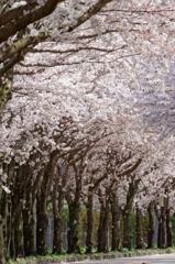散りゆく桜･･･
