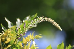 藤の花と丸ボケ･･･