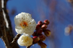 花芯が綺麗♪