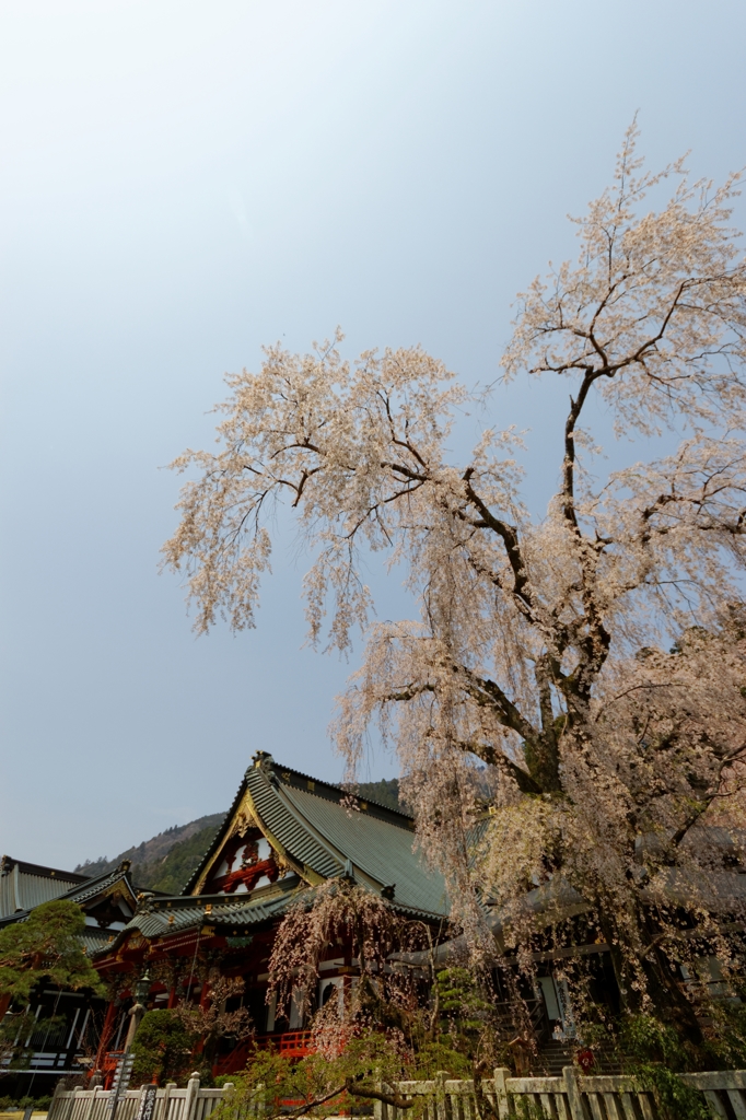 久遠寺の枝垂桜♪ PartⅡ