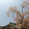久遠寺の枝垂桜♪ PartⅡ