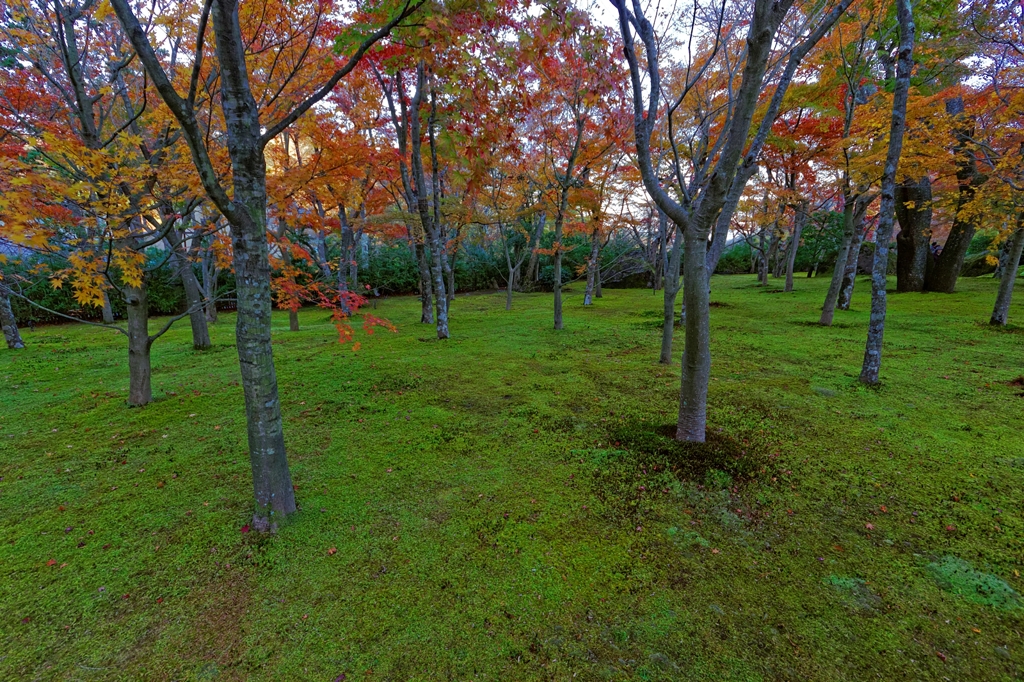 苔に映えて・・・ PartⅡ