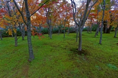 苔に映えて・・・ PartⅡ
