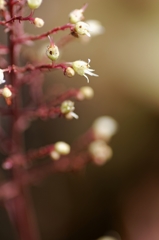 小さな花 PartⅡ