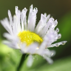 何て花かな？