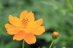 花とツボミ Part 2