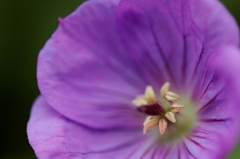 名も知らぬ花・・・