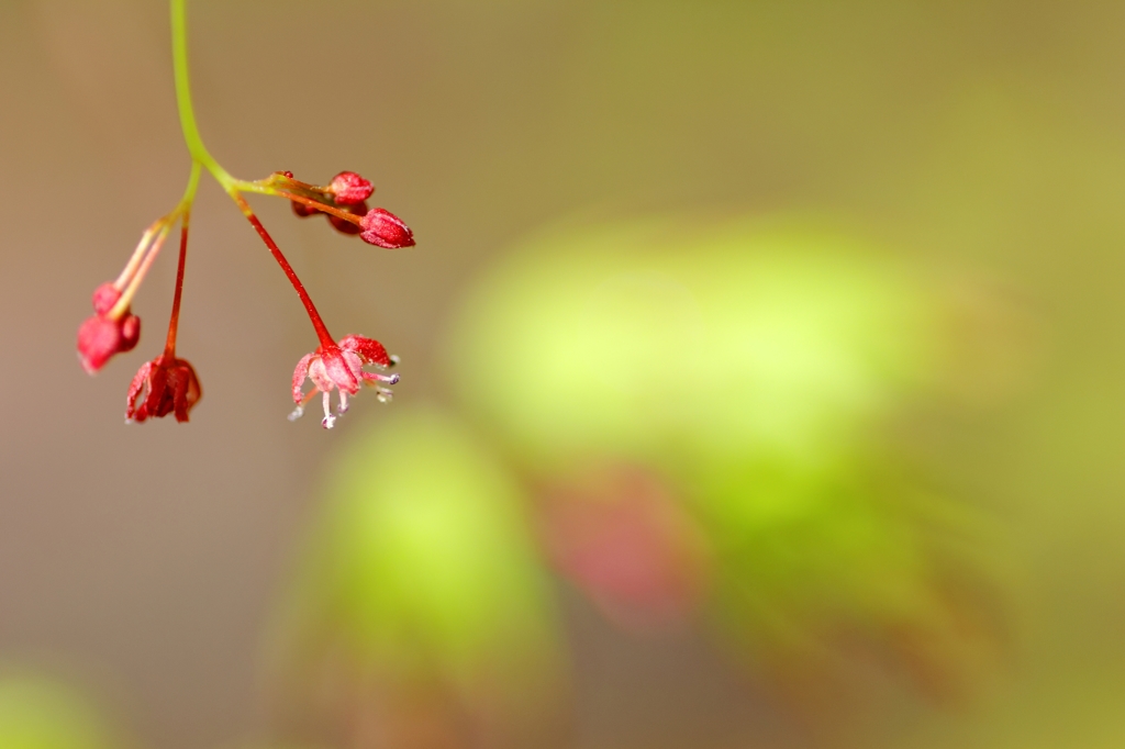 モミジの花♪