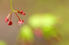 モミジの花♪