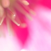 ヘレボルス祭り♪ PartⅢ