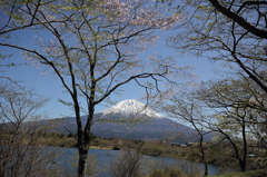 田貫湖からの富士山