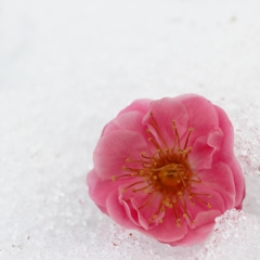 雪に咲く梅さん♪