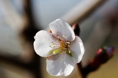 梅？桜？