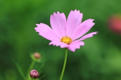 花とツボミ Part 1