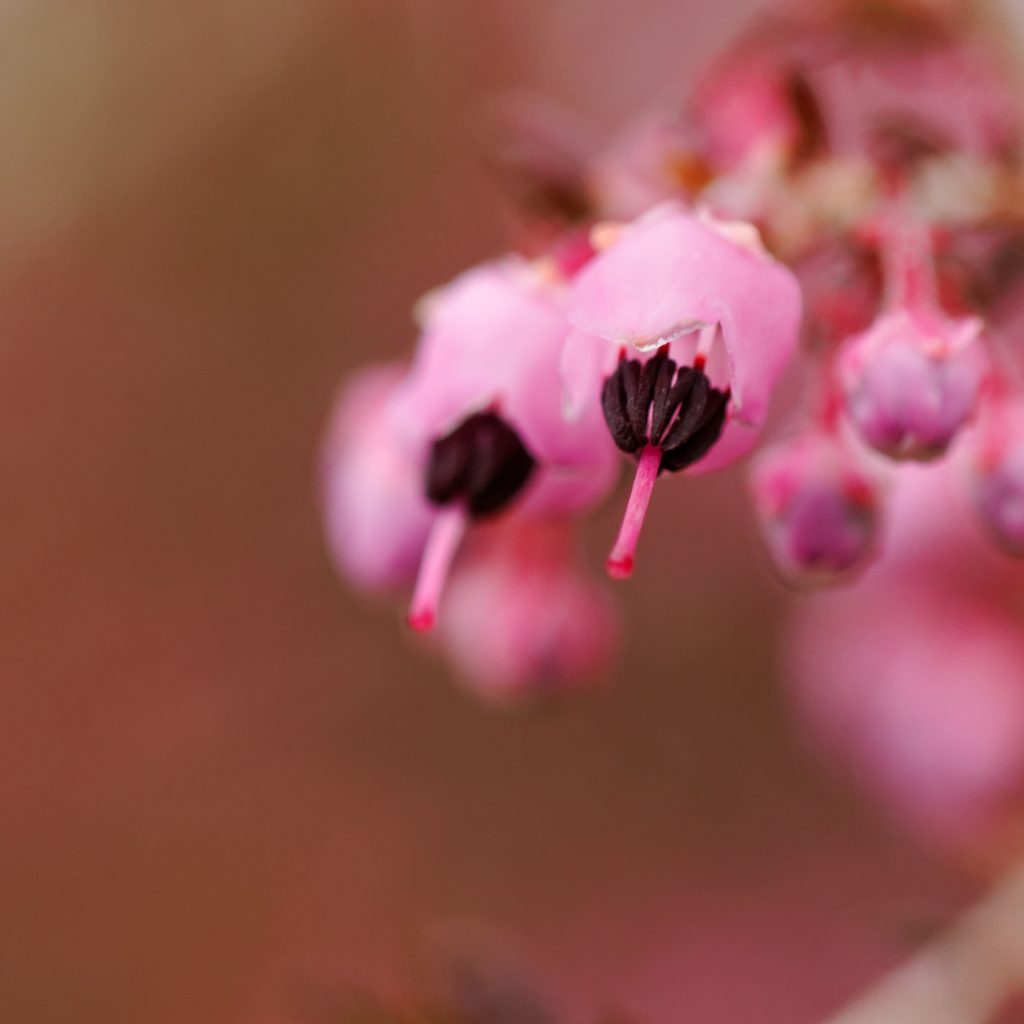 何て花だろう？