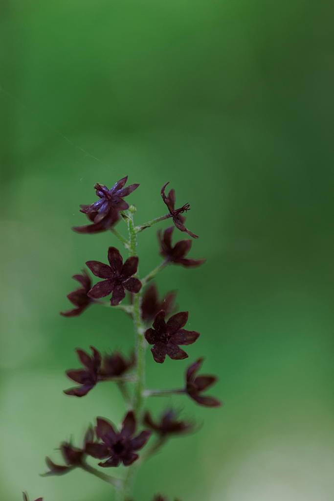 何て花？ PartⅣ