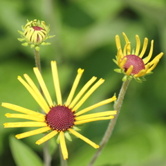 咲き行く花