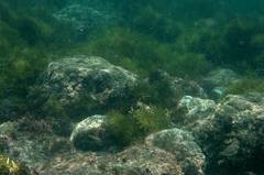 海草？