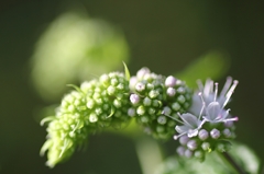 庭先の花 PartⅠ