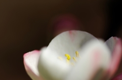 何て花だろう？
