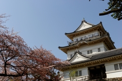 小田原城と桜♪