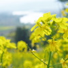 菜の花畑