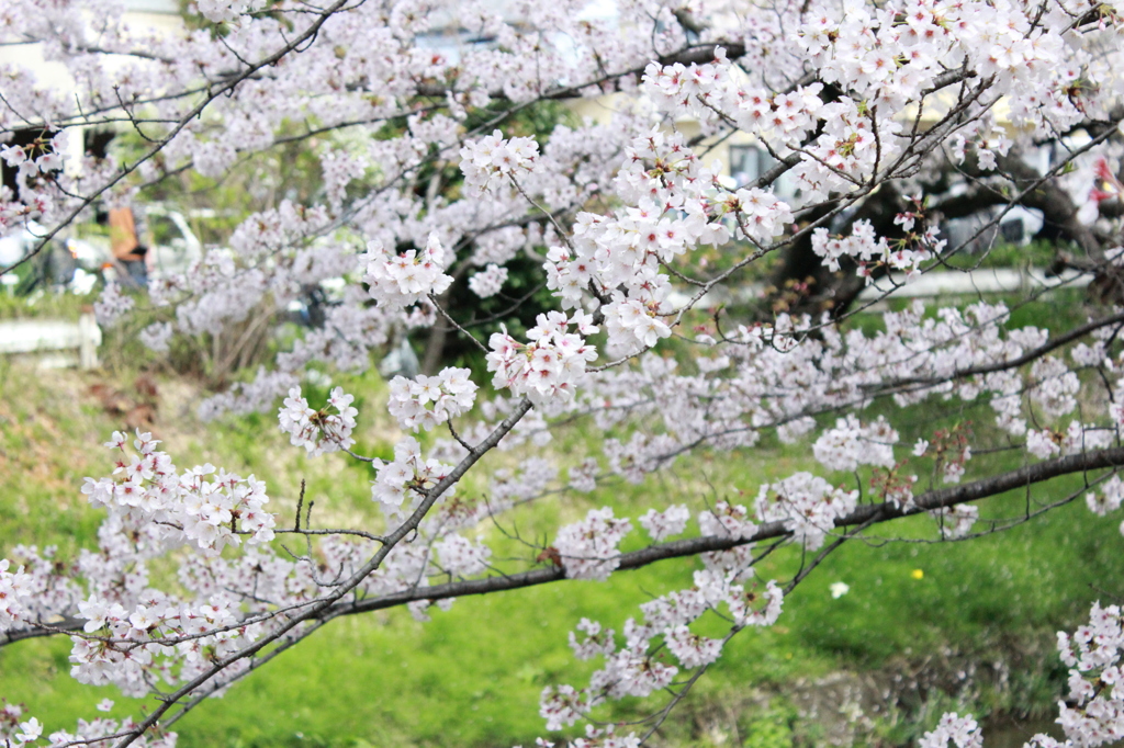 川辺と桜