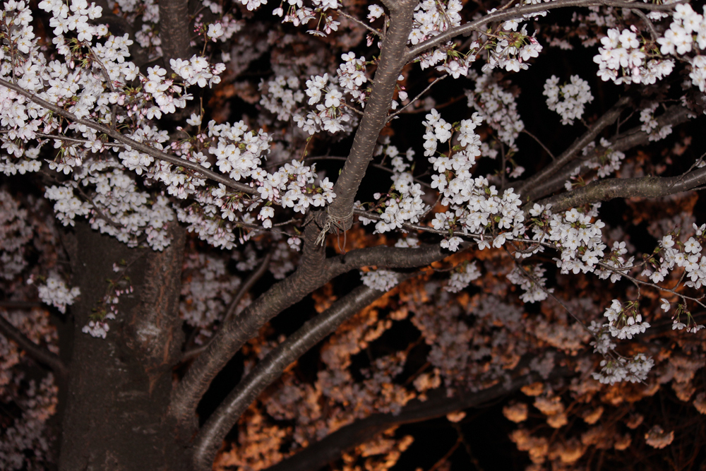 夜桜