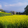 菜の花畑