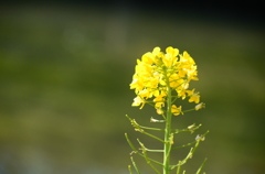 菜の花