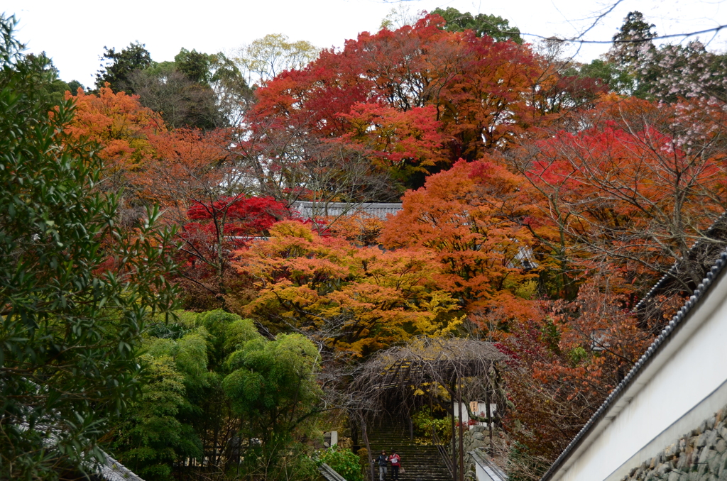 長谷寺