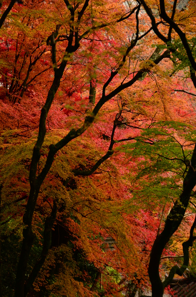 紅葉のグラデーション