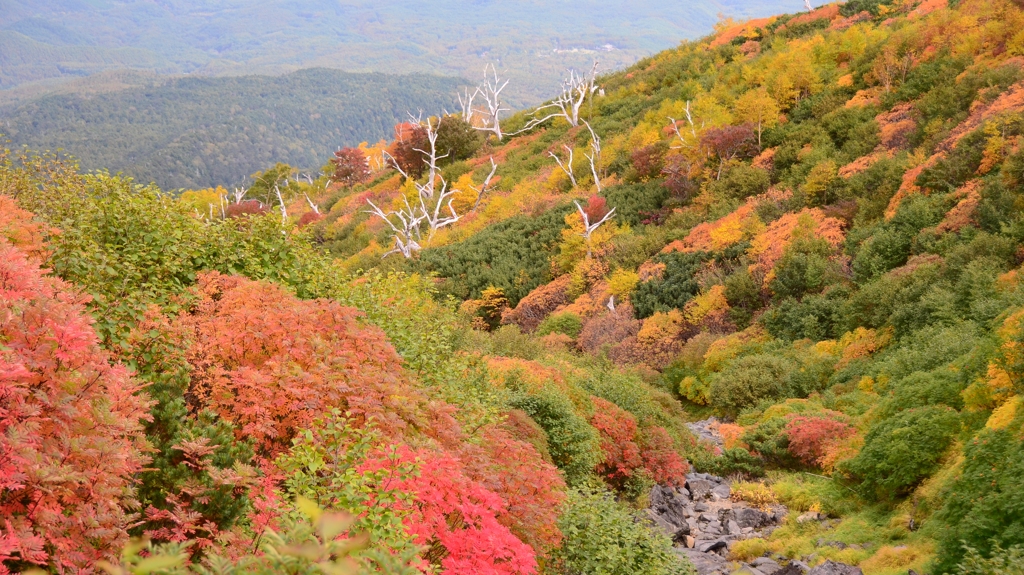 御岳山の紅葉