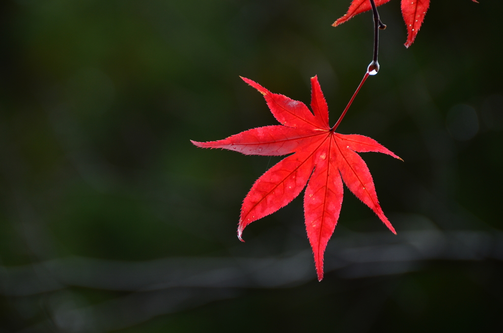 紅葉最盛期