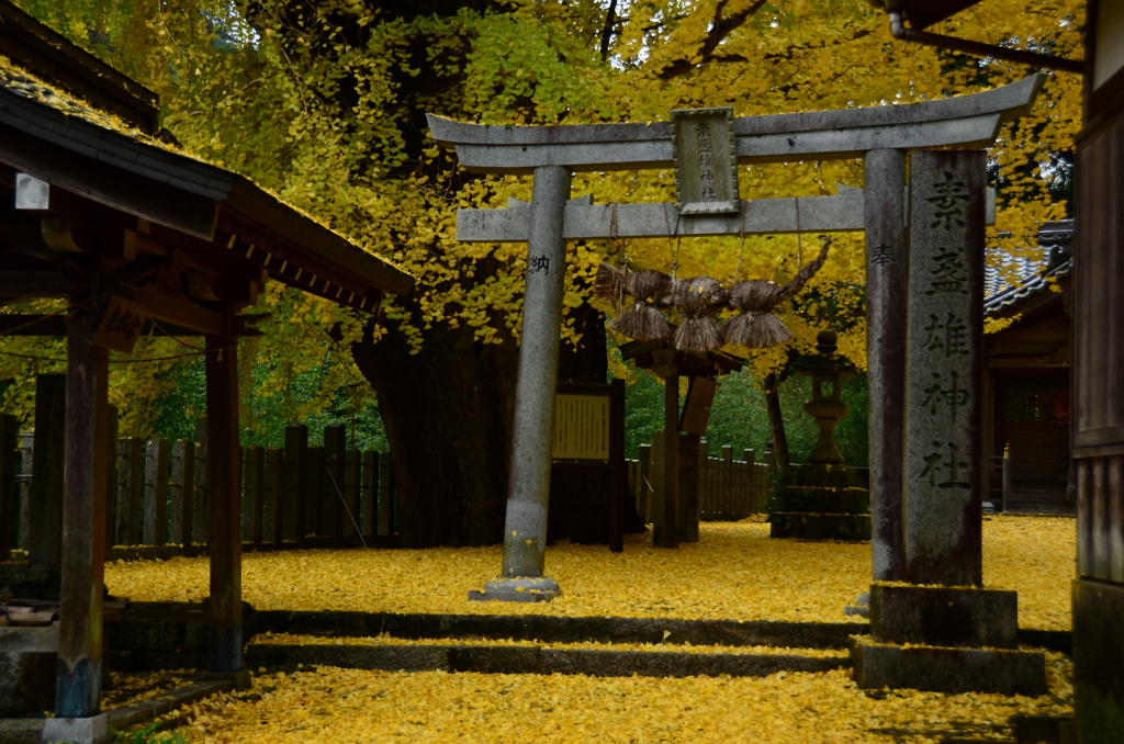 大銀杏の神社