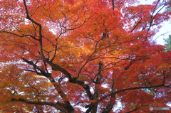 奈良公園