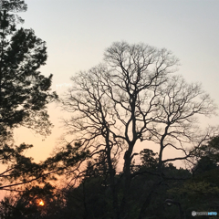 夕焼け