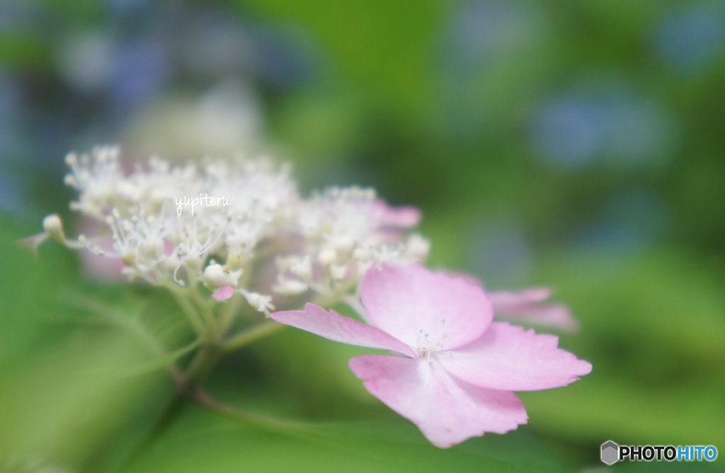 森林植物園