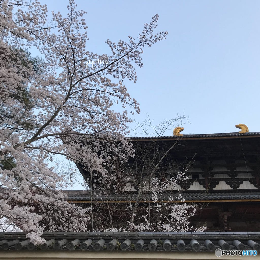 さくら