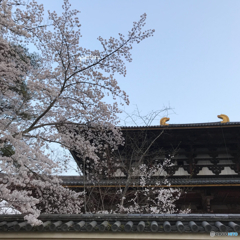 さくら